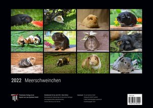 Meerschweinchen 2022 - Black Edition - Timokrates Kalender, Wandkalender, Bildkalender - DIN A3 (42 x 30 cm)