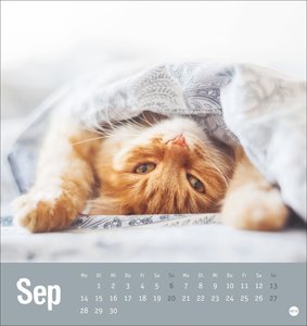 Tierisch entspannte Katzen Postkartenkalender 2026