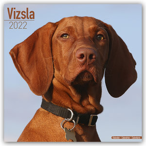 Vizsla - Ungarische Vorstehhunde 202 - 16-Monatskalender
