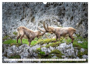 Steinböcke - Majestätische Tiere der Alpen (Wandkalender 2024 DIN A3 quer), CALVENDO Monatskalender