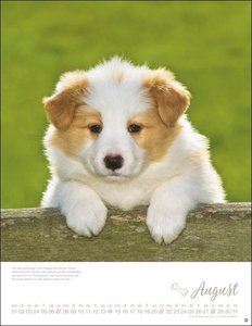 Hundekinder Posterkalender 2022