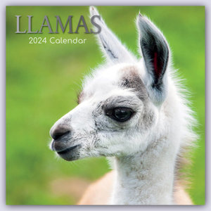 Llamas - Lamas 2024 - 16-Monatskalender