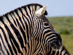 CALVENDO Puzzle Zebraporträt in Afrika 1000 Teile Puzzle quer