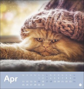 Tierisch entspannte Katzen Postkartenkalender 2022