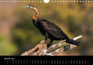 Botswanas Vogelwelt (Wandkalender 2021 DIN A4 quer)