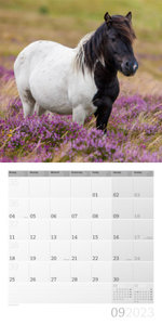 Pferde Kalender 2023 - 30x30