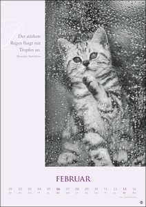 Katzen - Ein literarischer Spaziergang Kalender 2022