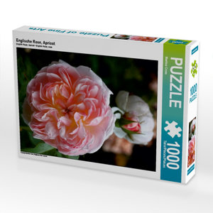 CALVENDO Puzzle Englische Rose, Apricot 1000 Teile Puzzle hoch