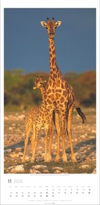 Giraffen Kalender 2026