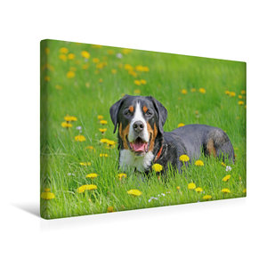 Premium Textil-Leinwand 45 cm x 30 cm quer Großer Schweizer Sennenhund