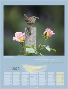 Heimische Vögel Kalender 2023. Wandkalender mit 12 tollen Fotografien heimischer Vogelarten. Tier-Kalender 2023 zum Aufhängen. Foto-Kalender mit Monatsübersicht. 30x39 cm
