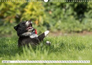 Gehütet wird später - Border Collie Welpen