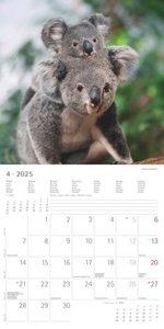 Koalas 2025 - Broschürenkalender 30x30 cm (30x60 geöffnet) - Kalender mit Platz für Notizen - koala bears - Bildkalender - Wandplaner - Bärenkalender
