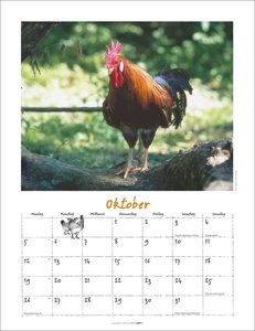 Der Hühnerkalender 2026