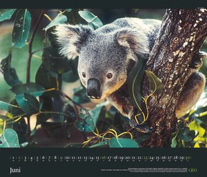 GEO Edition: Tierwelten 2024 - Wand-Kalender - Tier-Kalender - 70x60