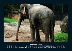 Elefantenkalender 2022 Fotokalender DIN A4
