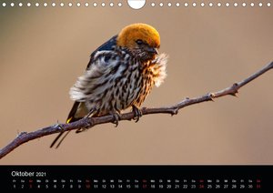 Botswanas Vogelwelt (Wandkalender 2021 DIN A4 quer)