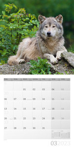Wölfe Kalender 2023 - 30x30