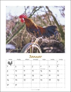 Der Hühner-Kalender 2023. Wandkalender 2023 mit Hühnerfotos des bekannten Naturfotografen Wolf-Dietmar Unterweger. Tier-Kalender 2023 mit idyllischem Bauernhofflair.