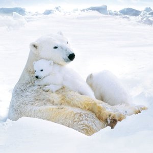 Polar Bears/Eisbärchen 2022