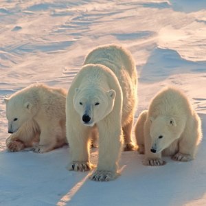 Polar Bears/Eisbärchen 2022