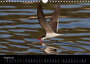 Botswanas Vogelwelt (Wandkalender 2021 DIN A4 quer)