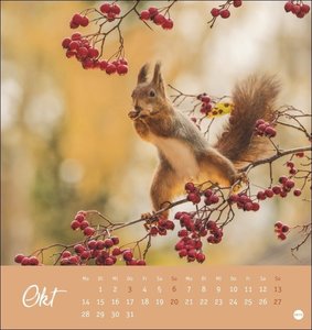 Eichhörnchen Postkartenkalender 2024. Dekorativer Monats-Tischkalender zum Aufstellen oder Aufhängen. Fotokalender voll niedlicher Eichhörnchenbilder, als Postkarten zum Sammeln und Verschicken.