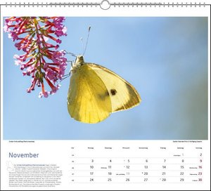 Lebensraum Bodensee - Schmetterlinge 2025