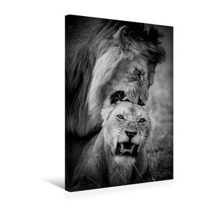 Premium Textil-Leinwand 30 cm x 45 cm hoch Ein Motiv aus dem Kalender FineArt in Black and White: Der König der Löwen