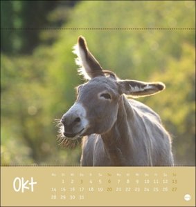 Esel - Von wegen sturer Esel Postkartenkalender 2024. Kleiner Kalender zum Aufstellen und Aufhängen im Postkartenformat. Monats-Tischkalender für Tierfreunde.