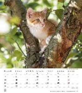 Niedliche Katzenkinder 2023 - Wand-Kalender - Tier-Kalender - 30x34