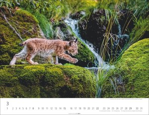 Heimische Wildtiere 2026
