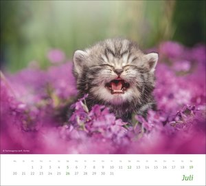 times&more Katzen Bildkalender 2026