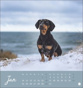 Dackel Postkartenkalender 2022