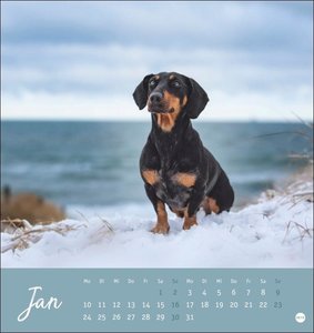 Dackel Postkartenkalender 2022