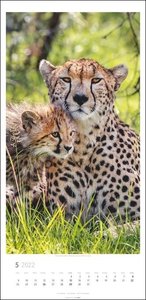 Big Cats Kalender 2022