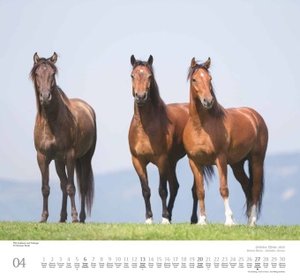 Geliebte Pferde 2025 – DUMONT-Wandkalender – Pferdefotografie von Christiane Slawik Format – 38,0 x 35,5 cm