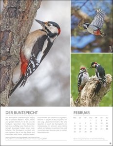 Vögel in unseren Gärten Posterkalender 2024. Viele Fotos und informative Texte zu 12 Vogelarten in einem faszinierenden Wandkalender. Dekorativer Kalender mit Mehrwert für Tierfreunde.