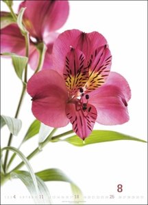 Blütenbilder Kalender 2024. Großer Jahres-Wandkalender mit stilvollen Fotos prachtvoller Blüten. Blumen-Kalender für die Wand. 49x68 cm. Hochformat