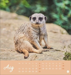 Erdmännchen Postkartenkalender 2025
