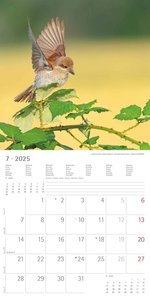 Alpha Edition - Vögel 2025 Broschürenkalender, 30x30cm, Wandkalender mit Platz für Notizen und Termine, beeindruckende Vögel-Motive, Monatsübersicht und Ferientermine DE/AT/CH