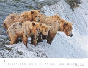 Bären Kalender 2025