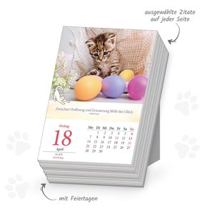 Trötsch Abreißkalender Katzen 2025