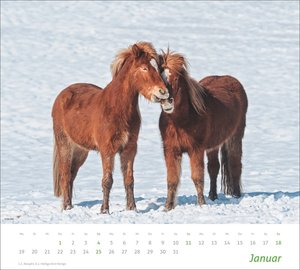 times&more Pferde Bildkalender 2026