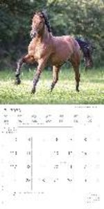 Pferde 2023 - Broschürenkalender 30x30 cm (30x60 geöffnet) - Kalender mit Platz für Notizen - Horses - Bildkalender - Wandplaner - Pferdekalender