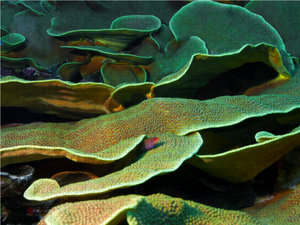 CALVENDO Puzzle Imposante Unterwasserlandschaft im Inselparadies Yap! 1000 Teile Puzzle quer