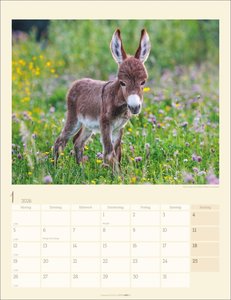 Esel Kalender 2026