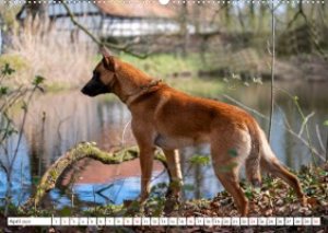 Malinois - belgischer Schäferhund (Wandkalender 2023 DIN A2 quer)