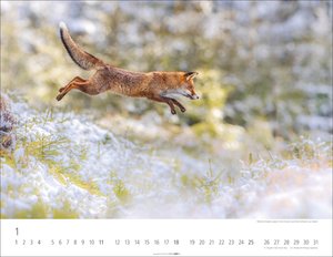Heimische Wildtiere 2026