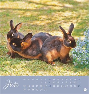 Süße Kaninchen Postkartenkalender 2026